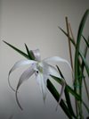 Brassavola David Sander